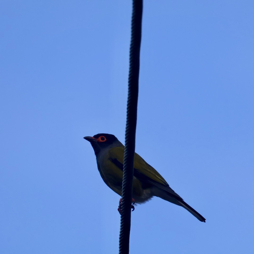 Australasian Figbird - ML641169273