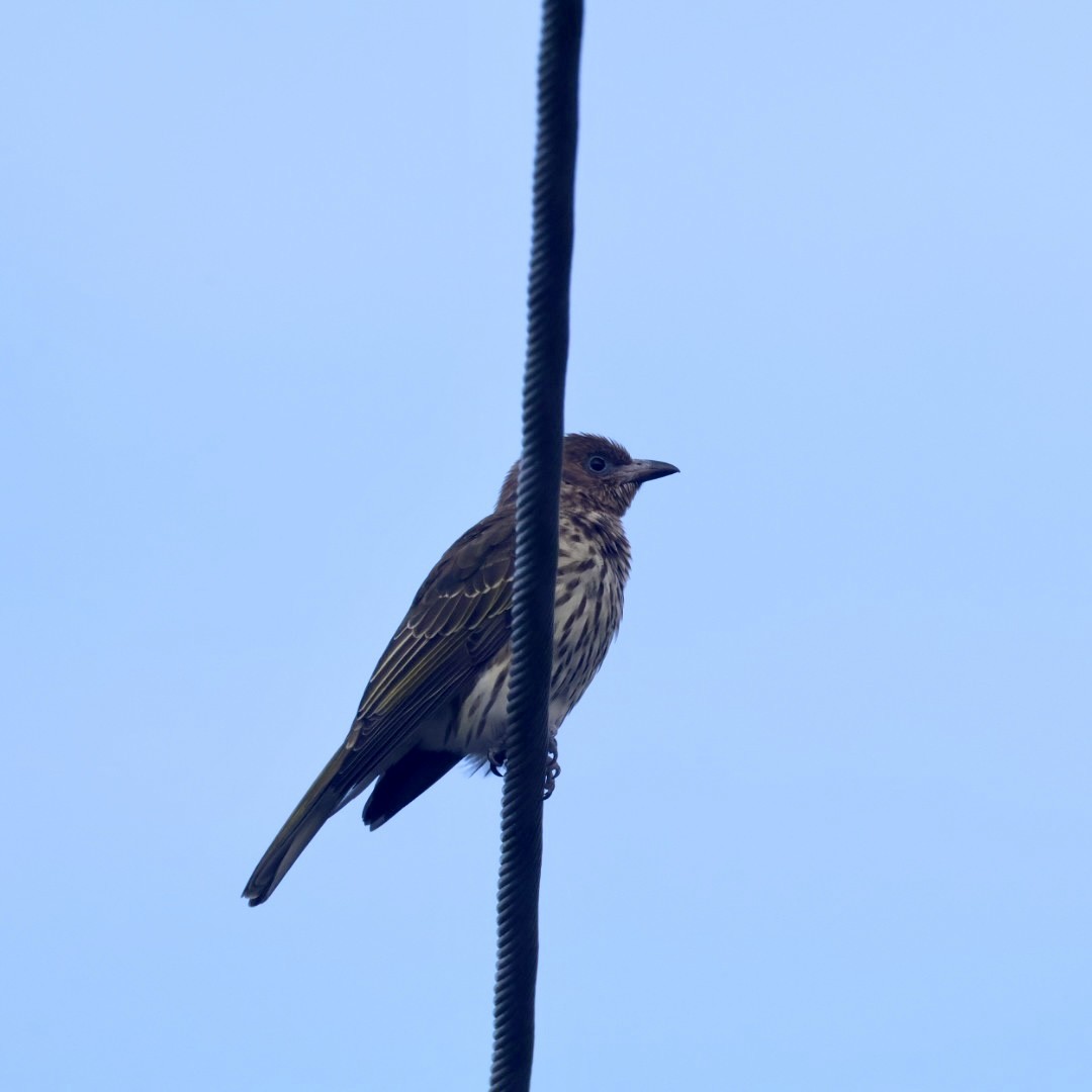 Australasian Figbird - ML641169274