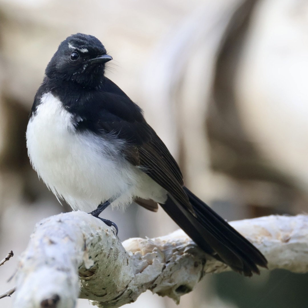 Willie-wagtail - ML641169276