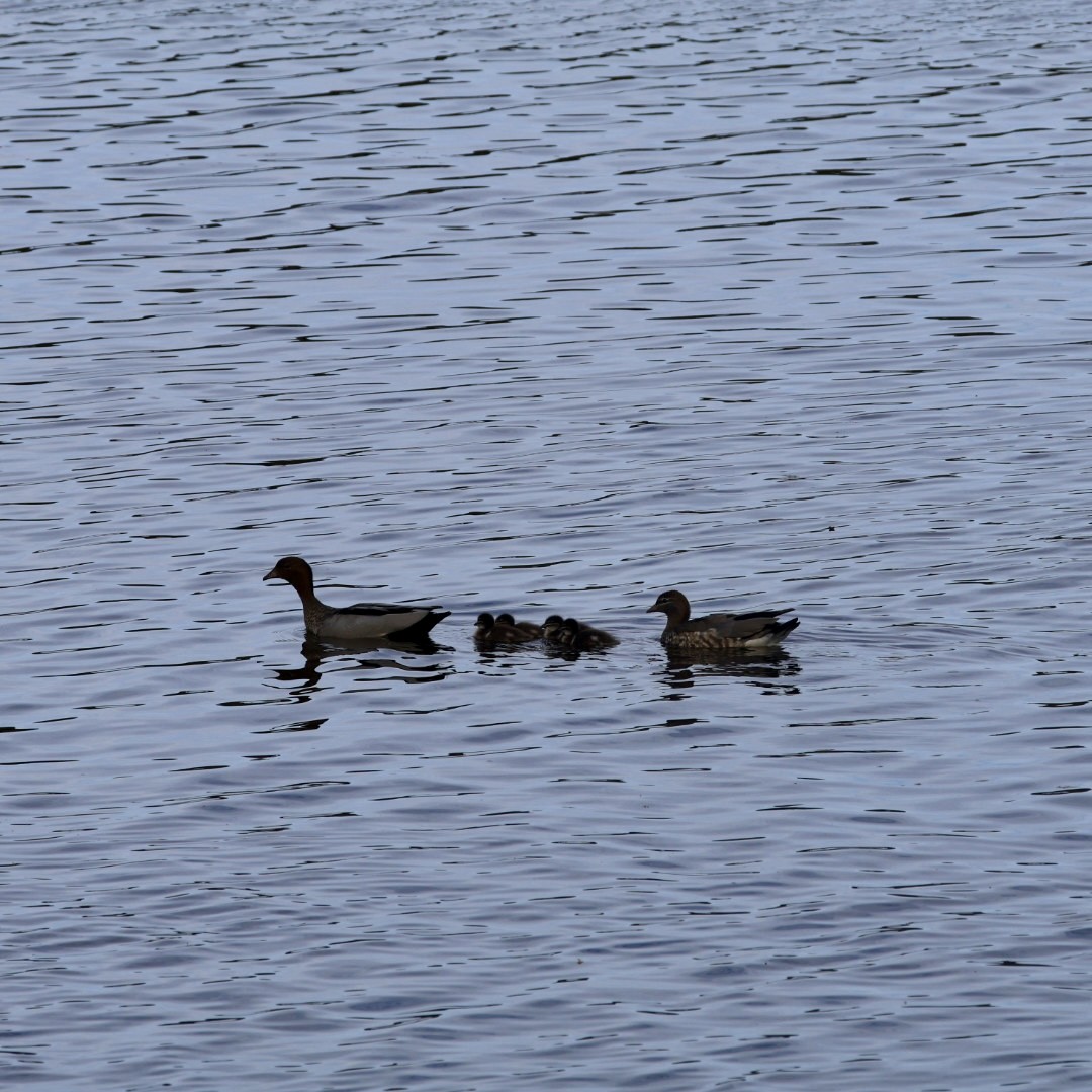 Maned Duck - ML641169298