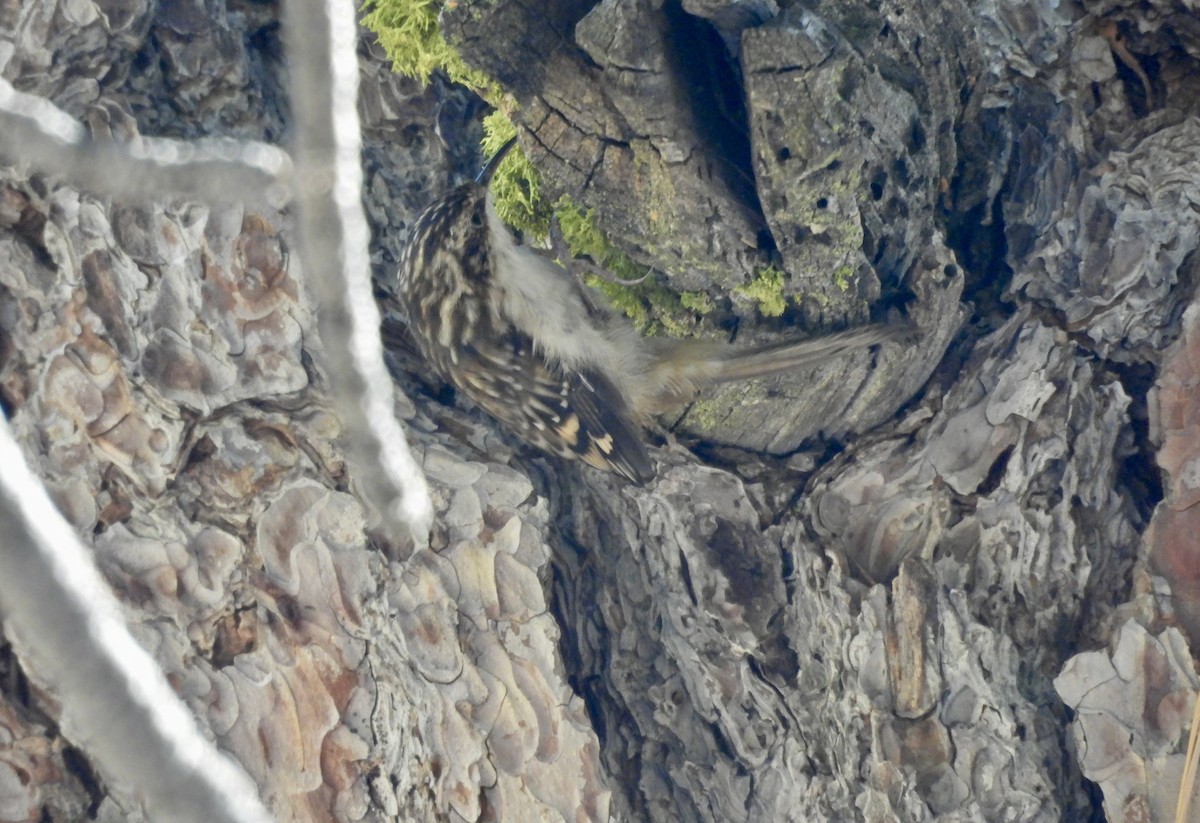 Brown Creeper - ML641169314