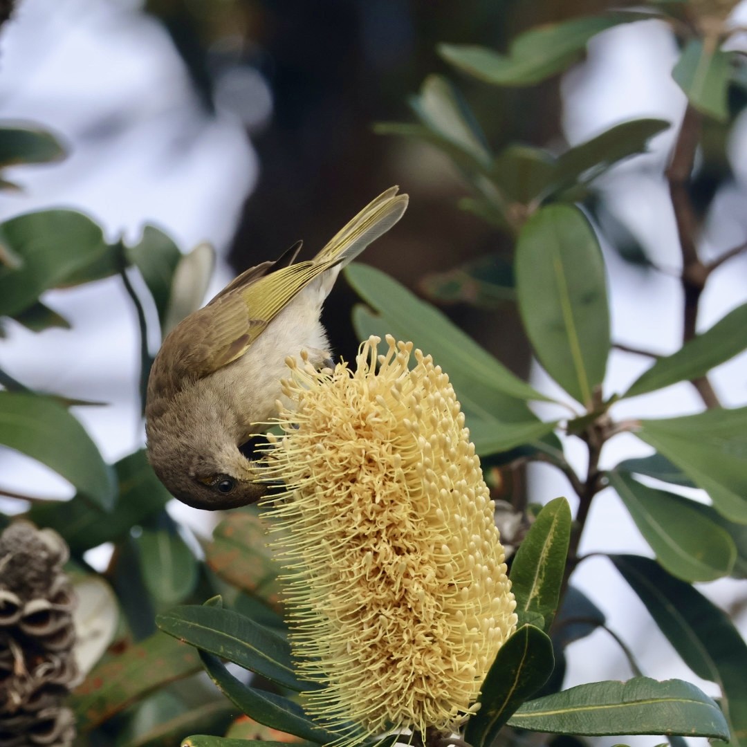 Brown Honeyeater - ML641169317