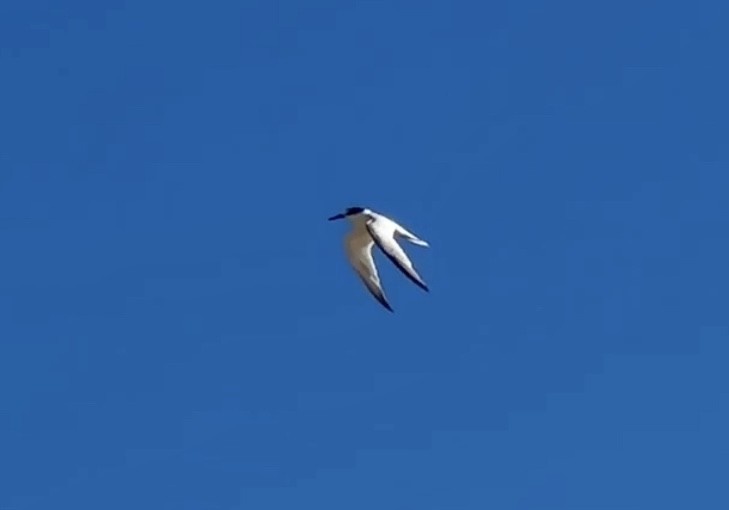 Little Tern - ML641169354