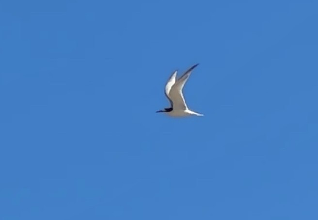 Little Tern - ML641169355