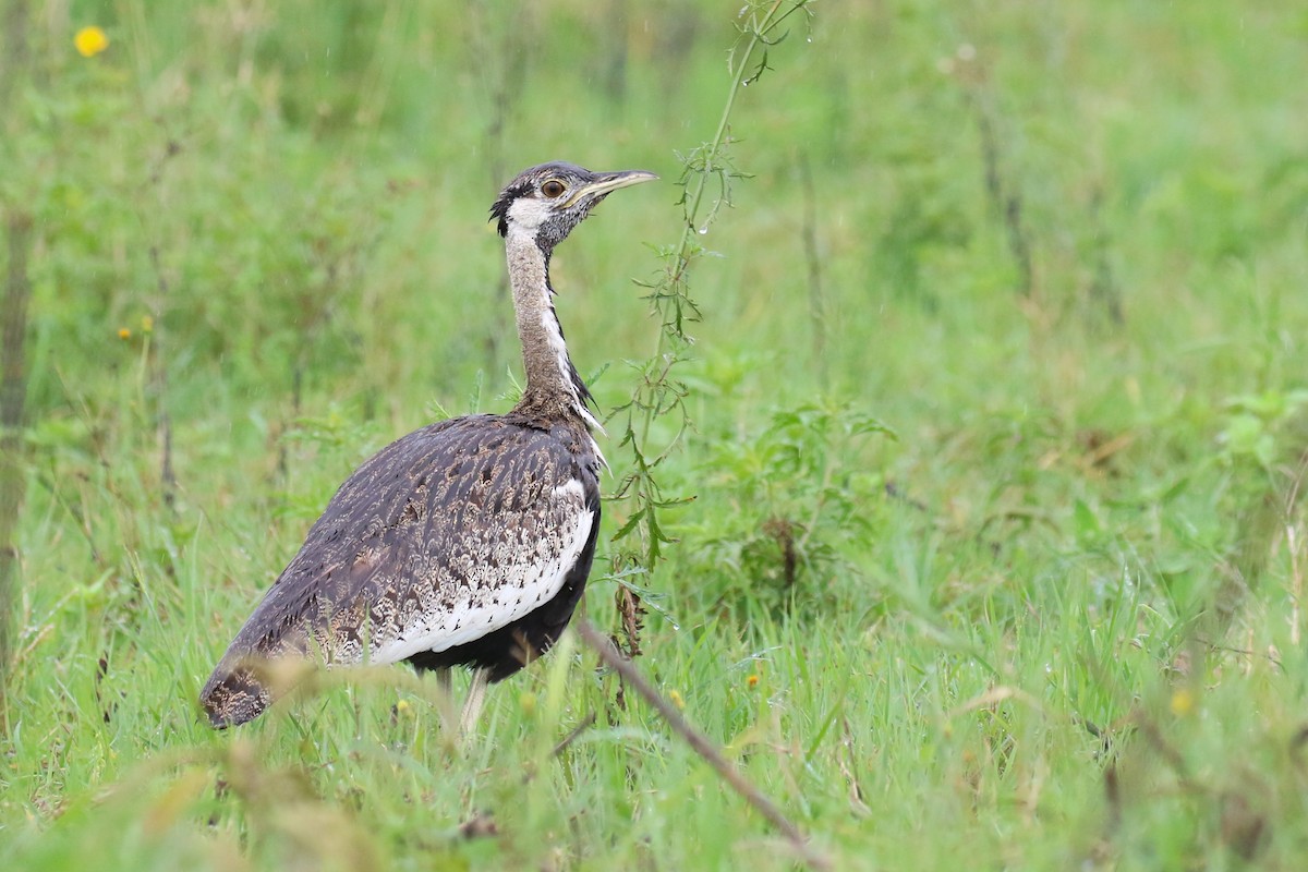 Black-bellied Bustard - ML641169414