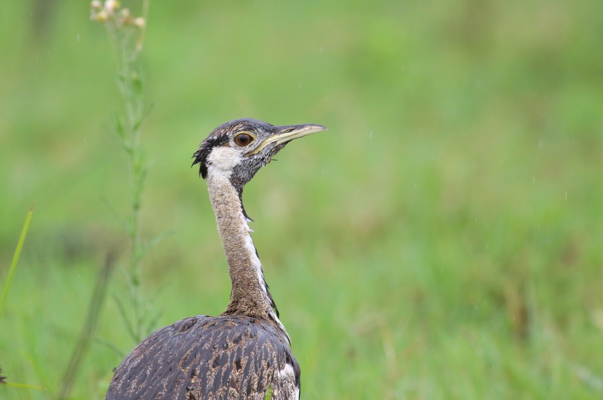 Black-bellied Bustard - ML641169415