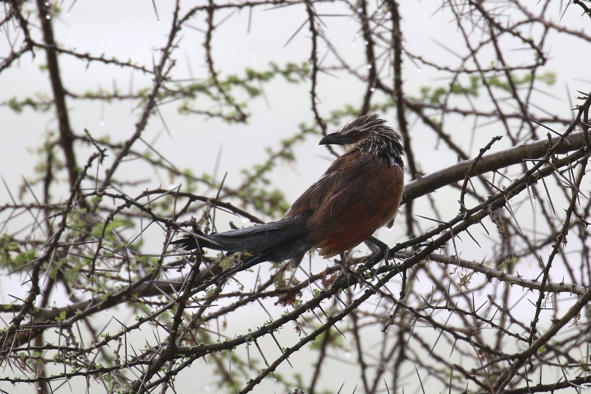 White-browed Coucal - ML641169419