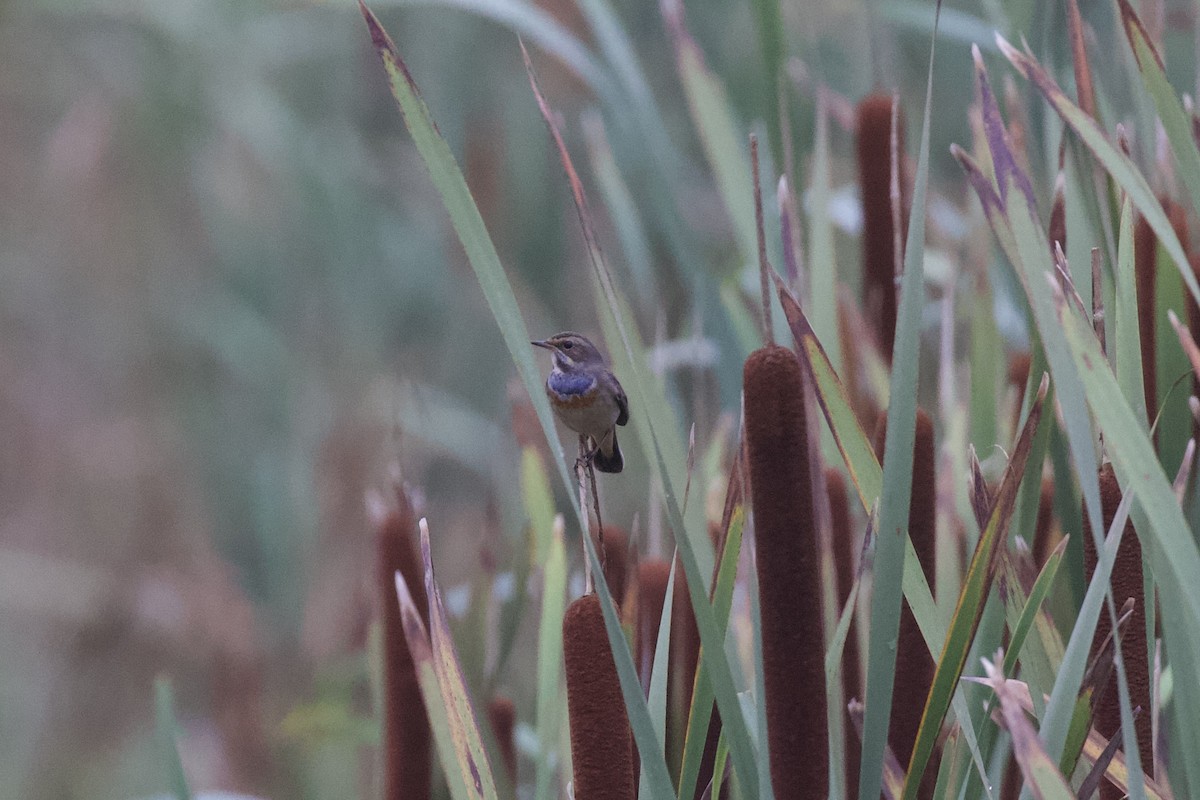 Papourdina - ML641169420