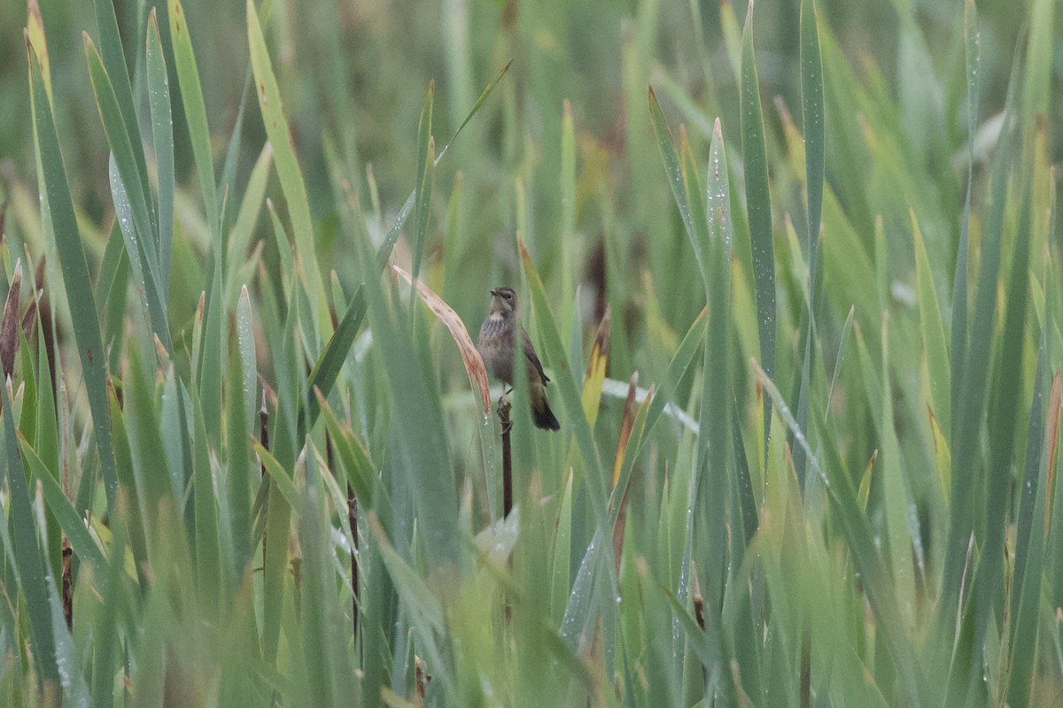 Papourdina - ML641169421