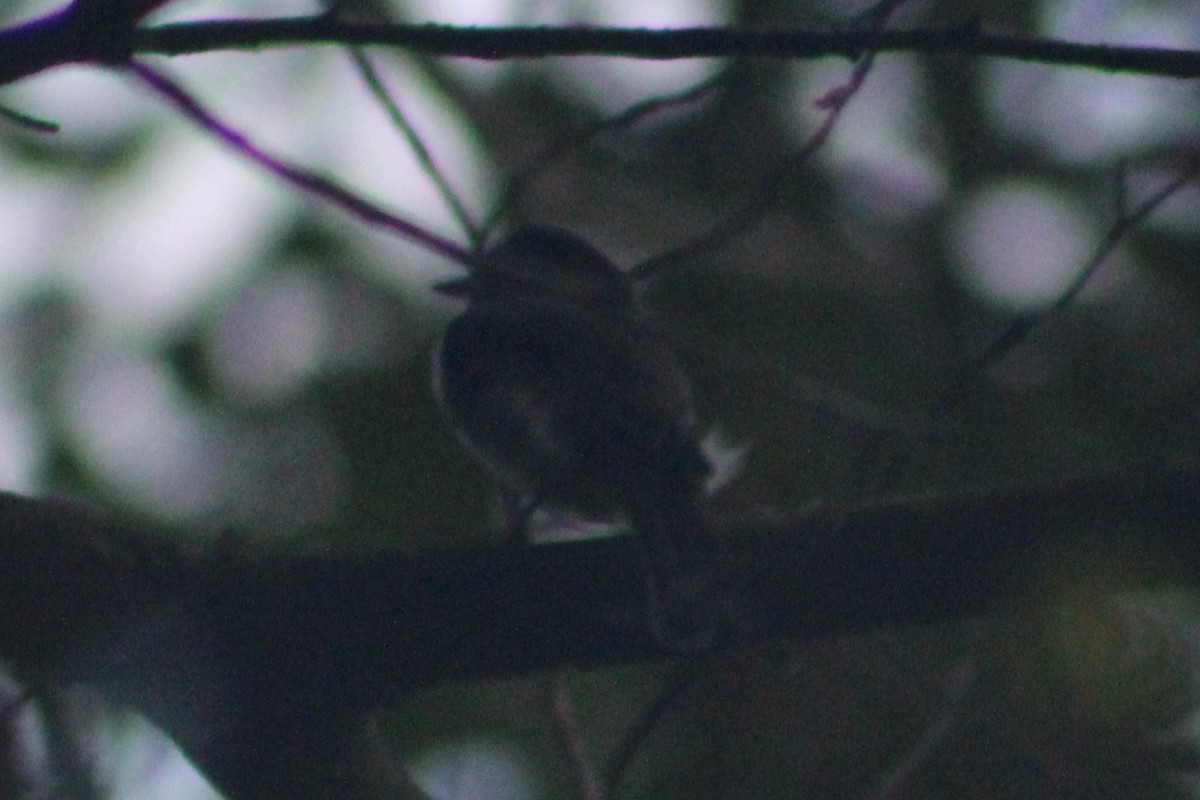 Eastern Phoebe - ML641169422