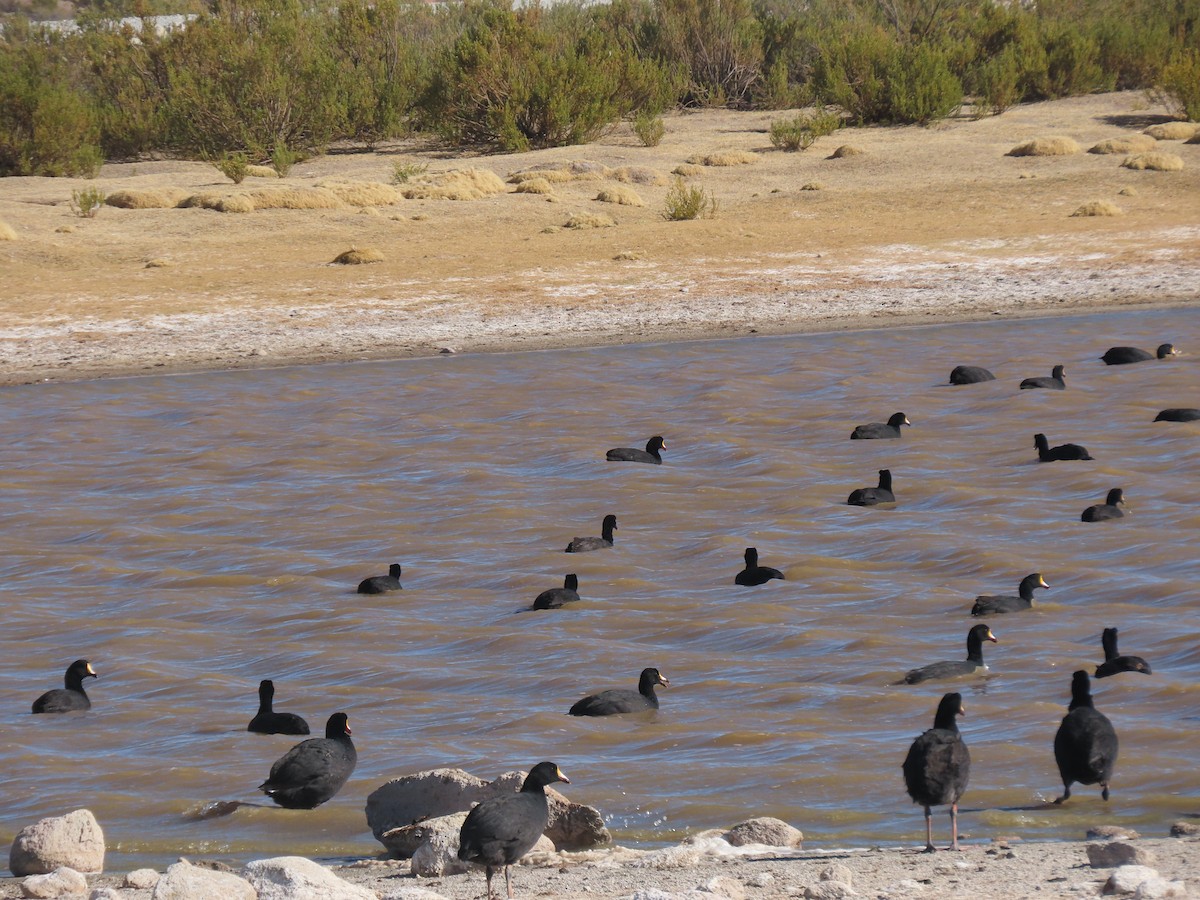 Giant Coot - ML641169428