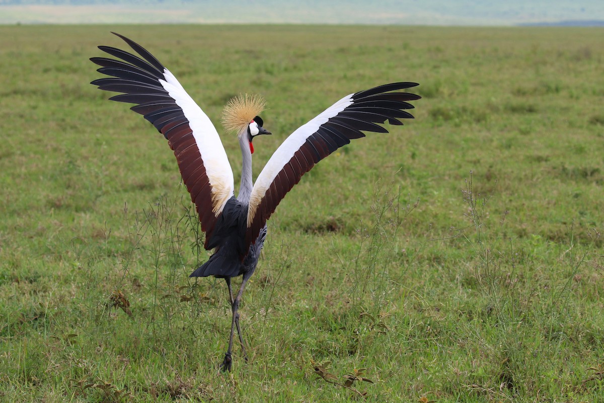 Gru coronata orientale - ML641169430