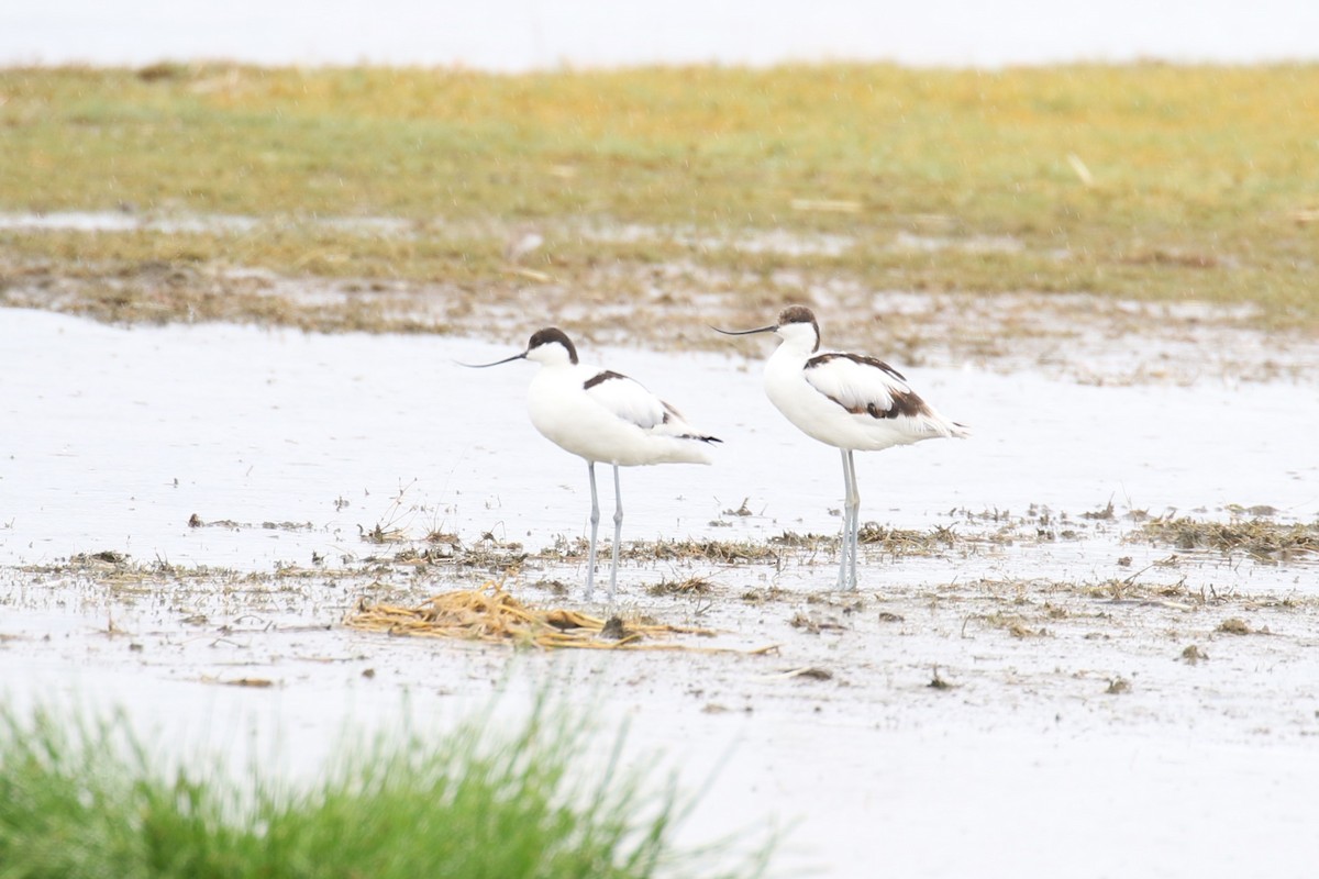 Avocetta - ML641169441