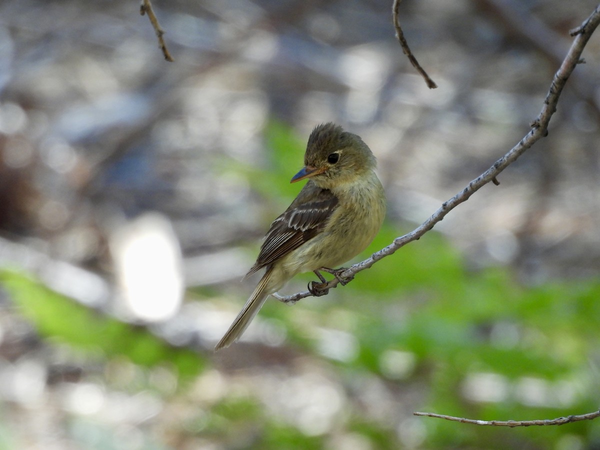 Western Flycatcher - ML641169447