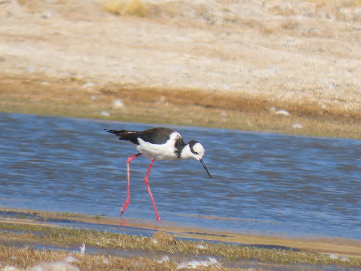 Black-necked Stilt - ML641169448