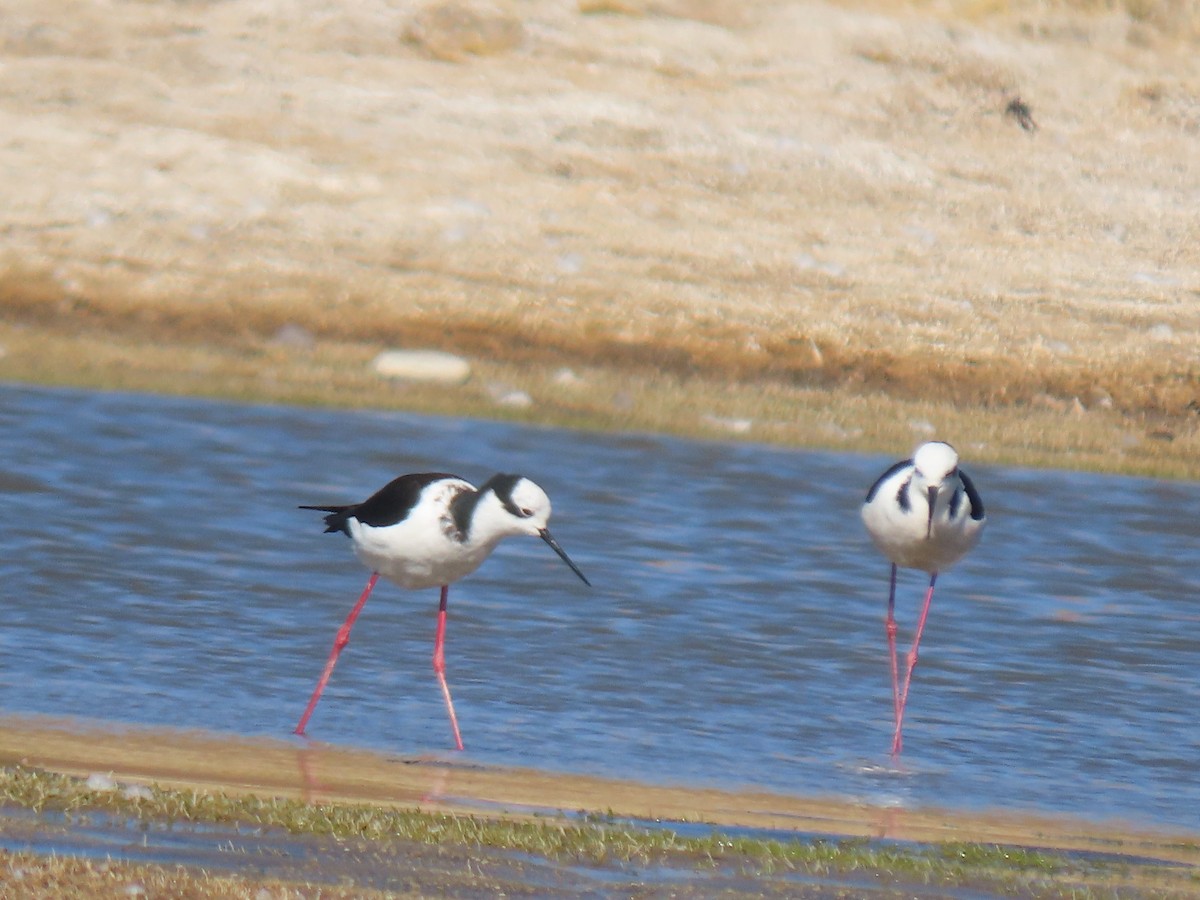 Black-necked Stilt - ML641169449