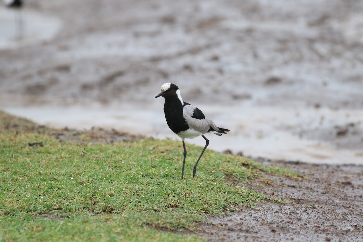 Blacksmith Lapwing - ML641169450