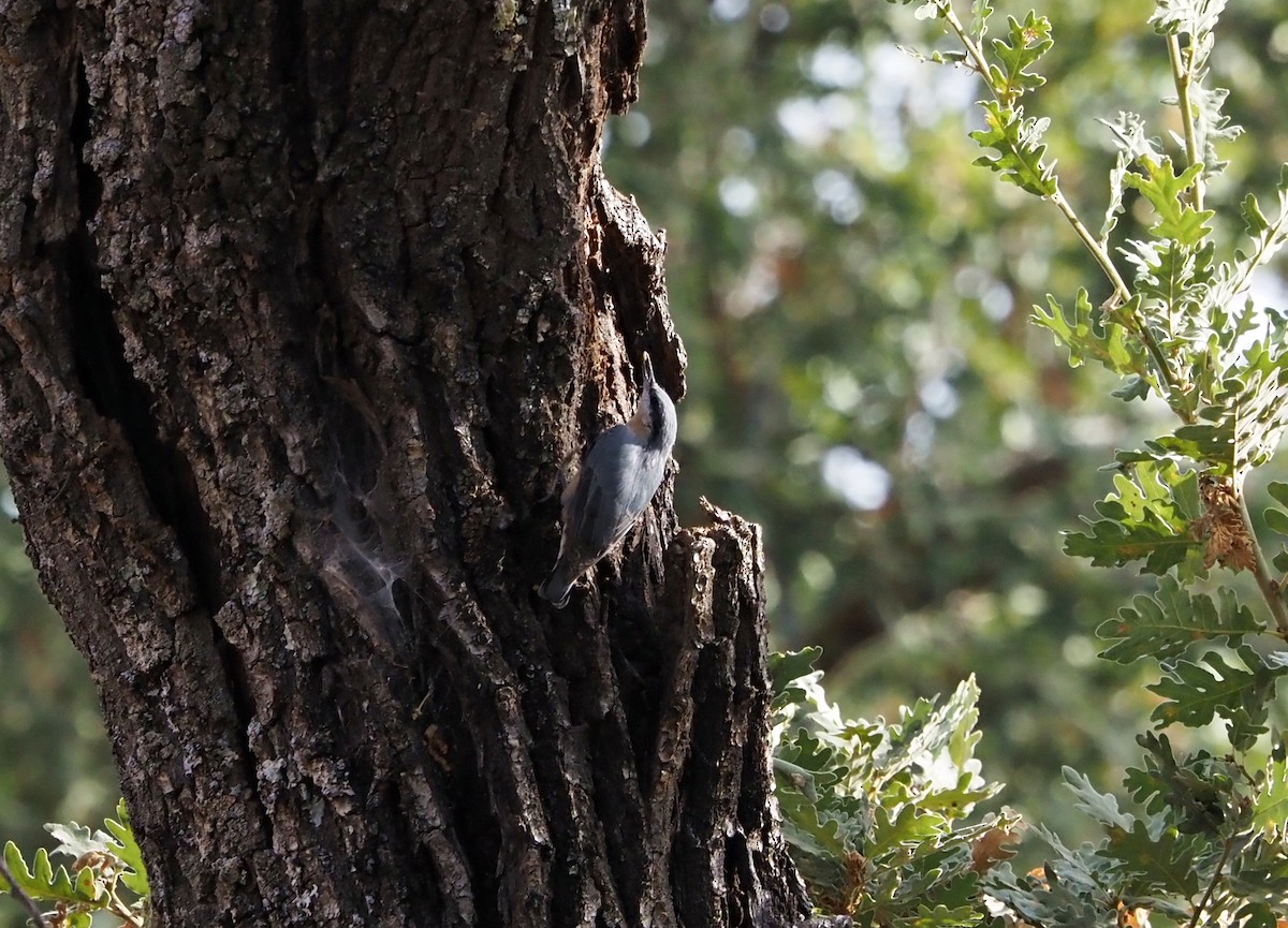 Eurasian Nuthatch - ML641169471
