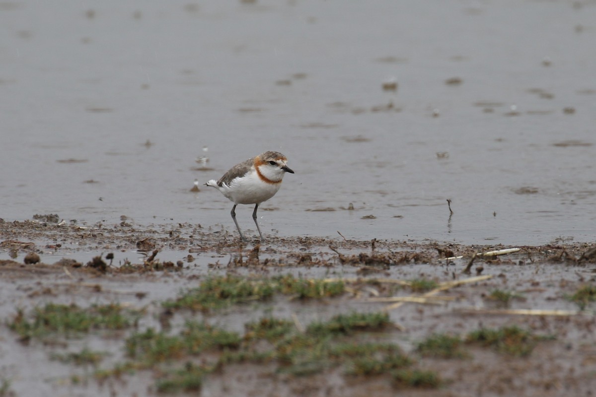 Chestnut-banded Plover - ML641169474