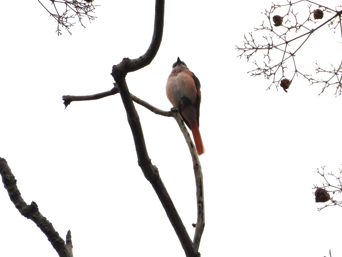 粉紅山椒鳥 - ML641169488