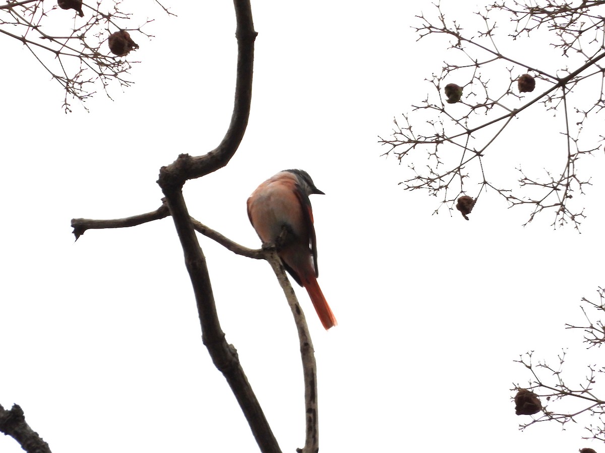 粉紅山椒鳥 - ML641169489