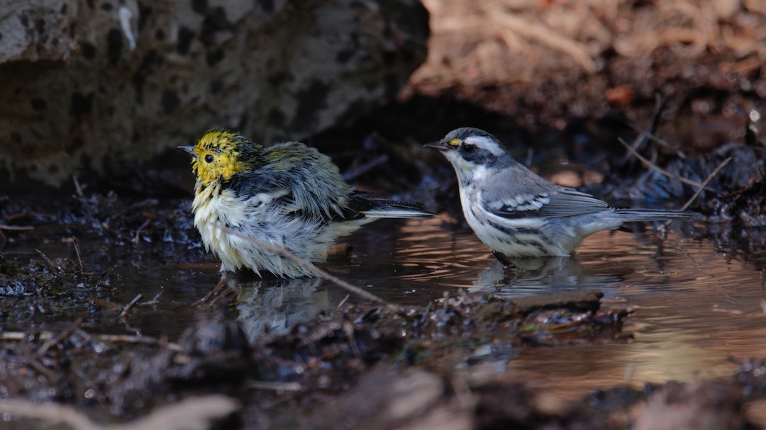 Black-throated Gray Warbler - ML641169505