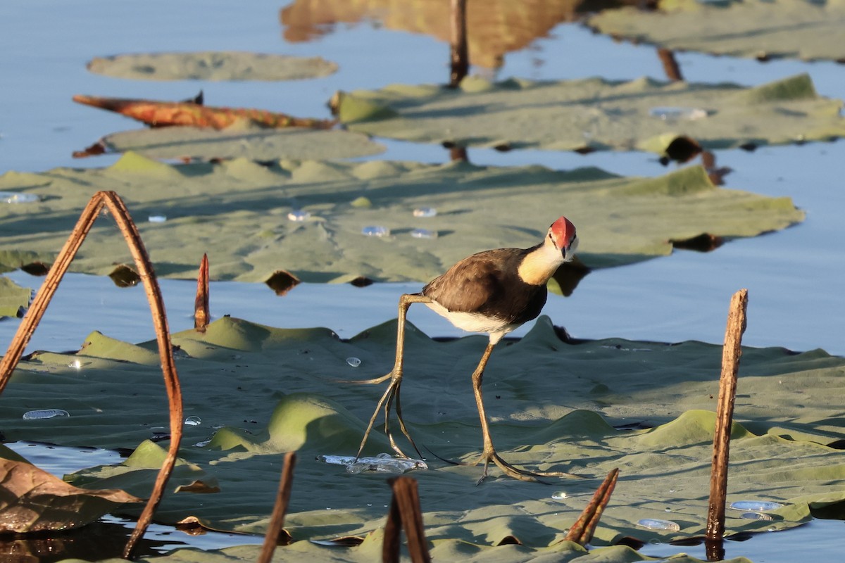 Comb-crested Jacana - ML641169628