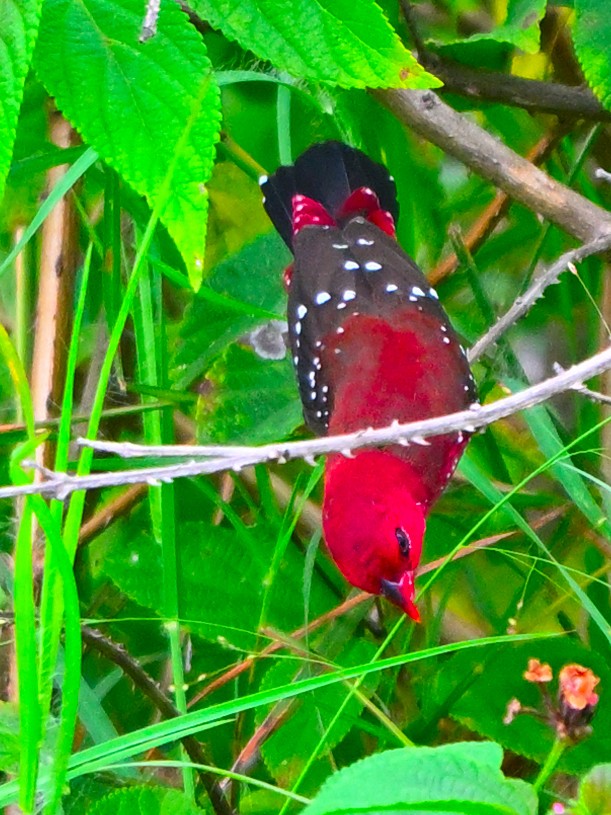 Red Avadavat - ML641169631