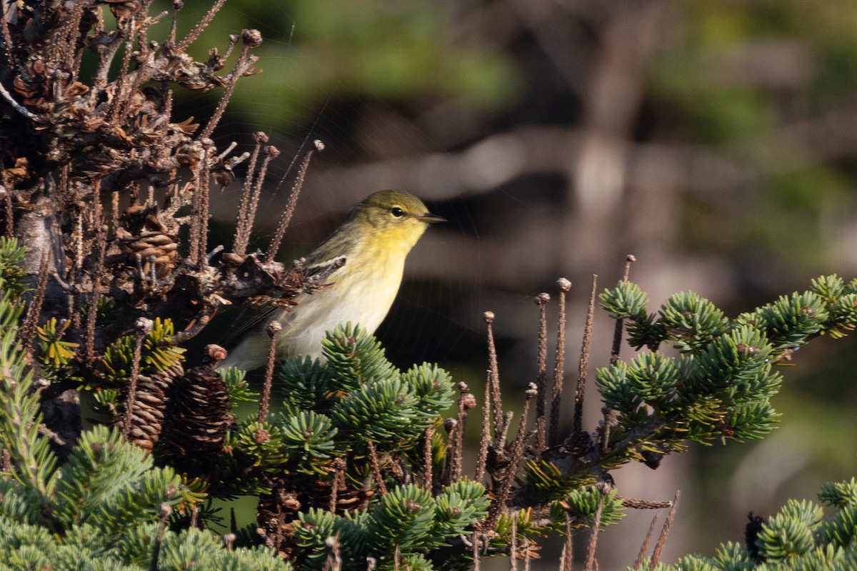 Blackpoll Warbler - ML641169653