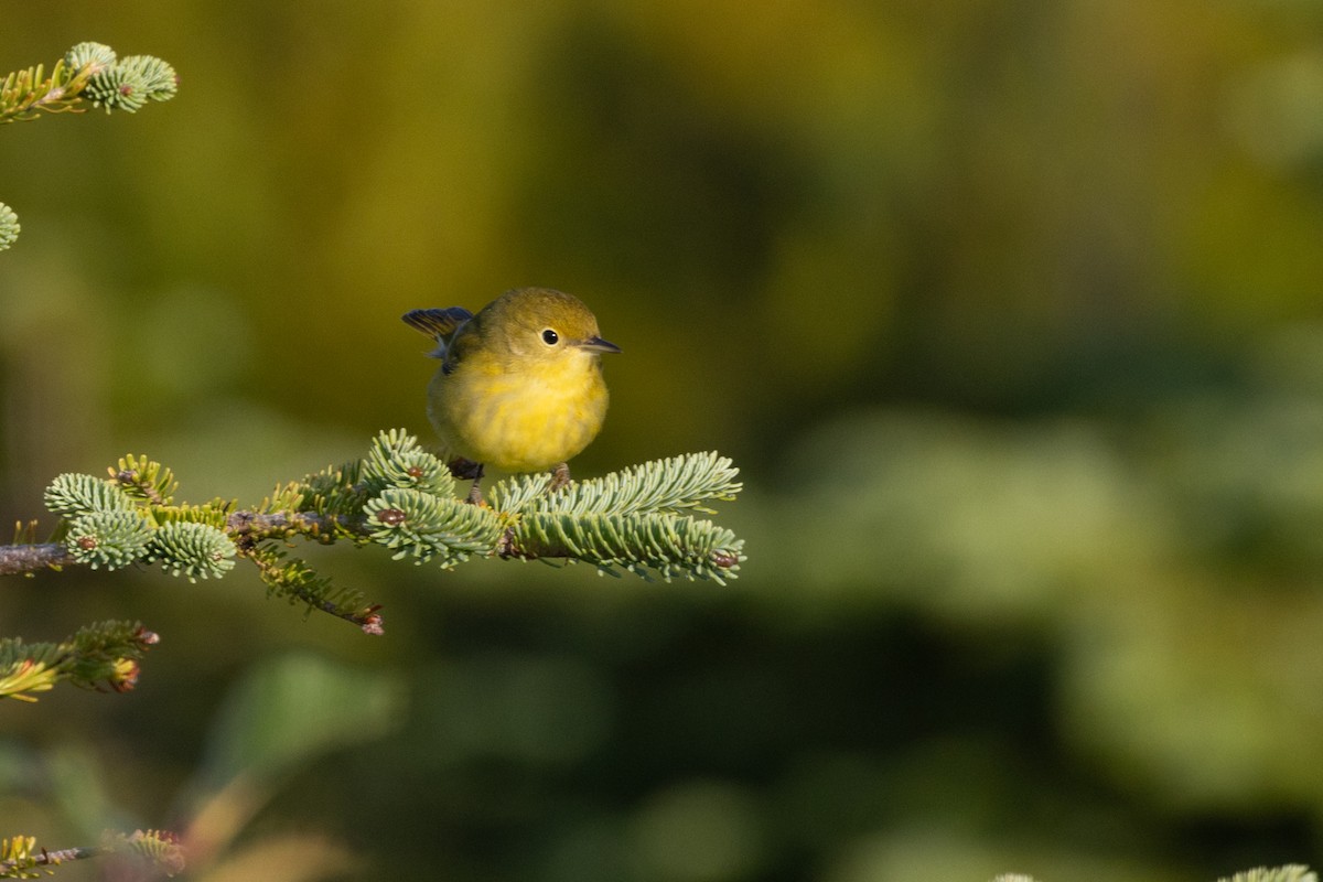 Yellow Warbler - ML641169660