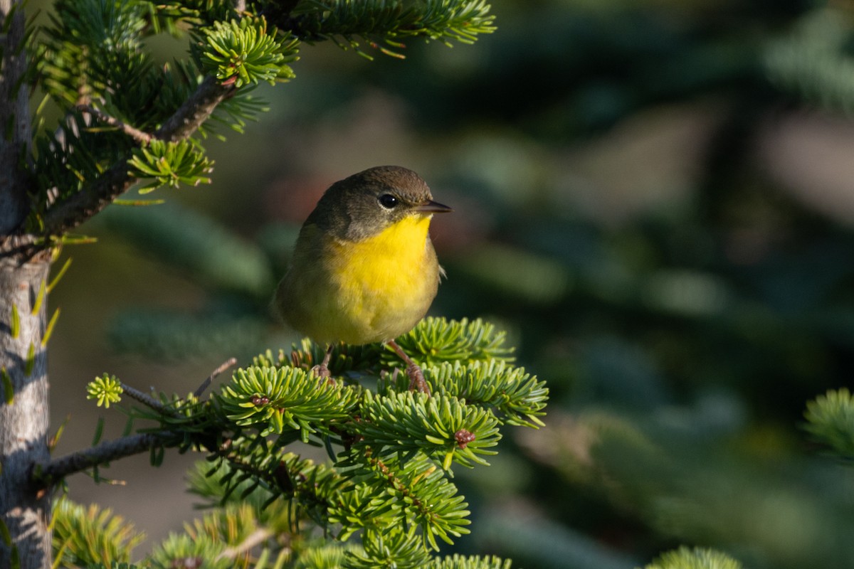 Common Yellowthroat - ML641169665