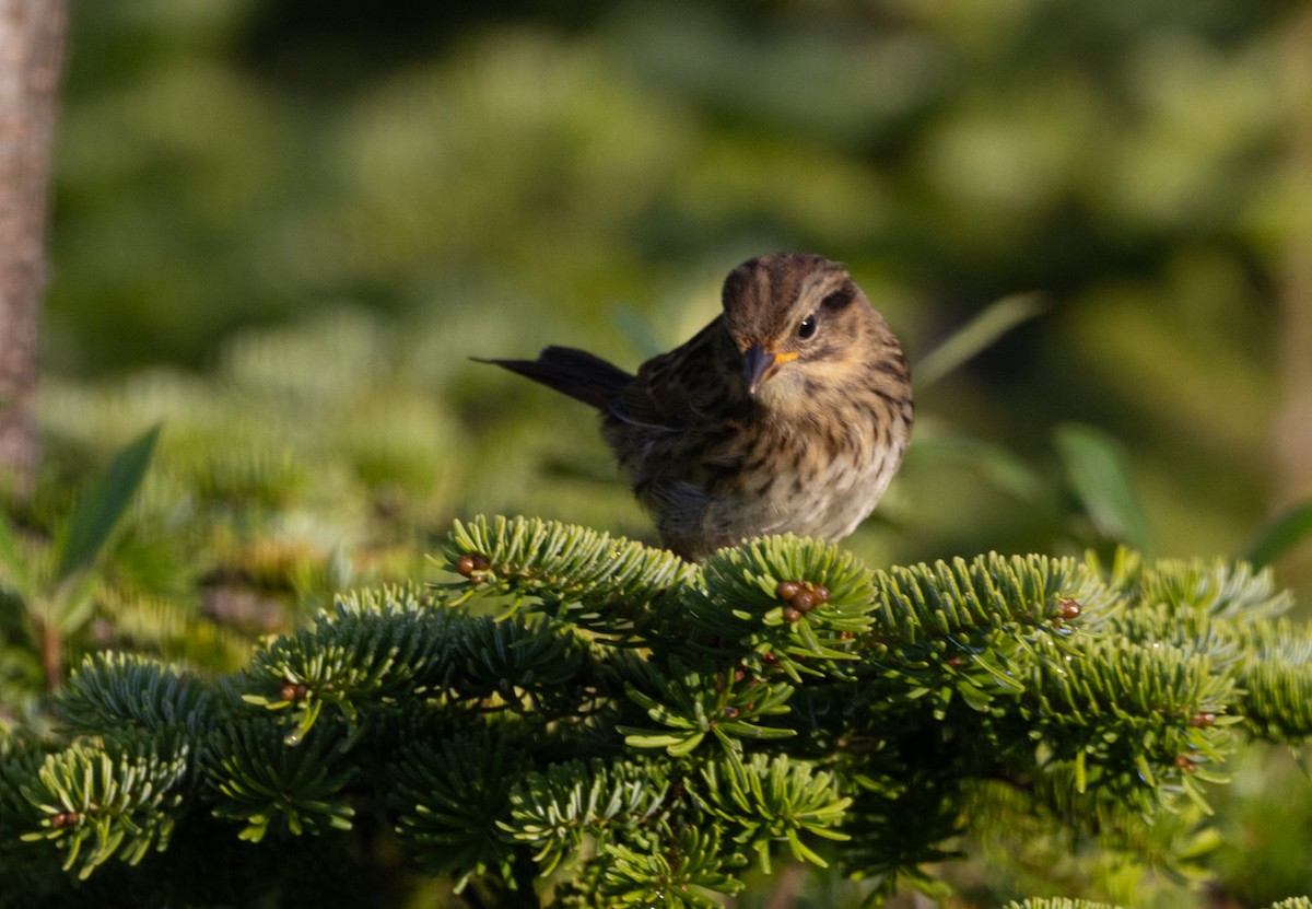 Swamp Sparrow - ML641169667