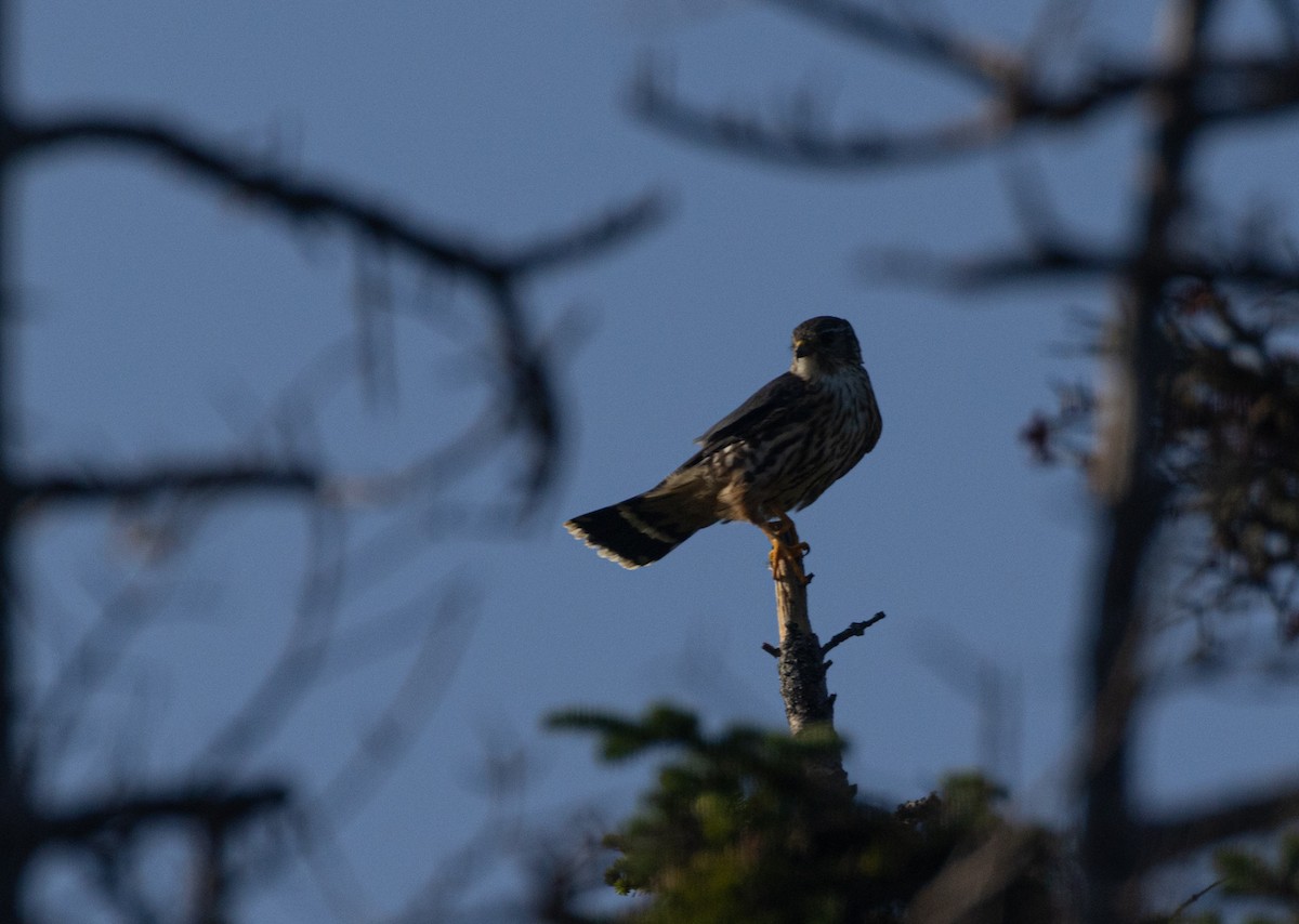 Merlin - ML641169671