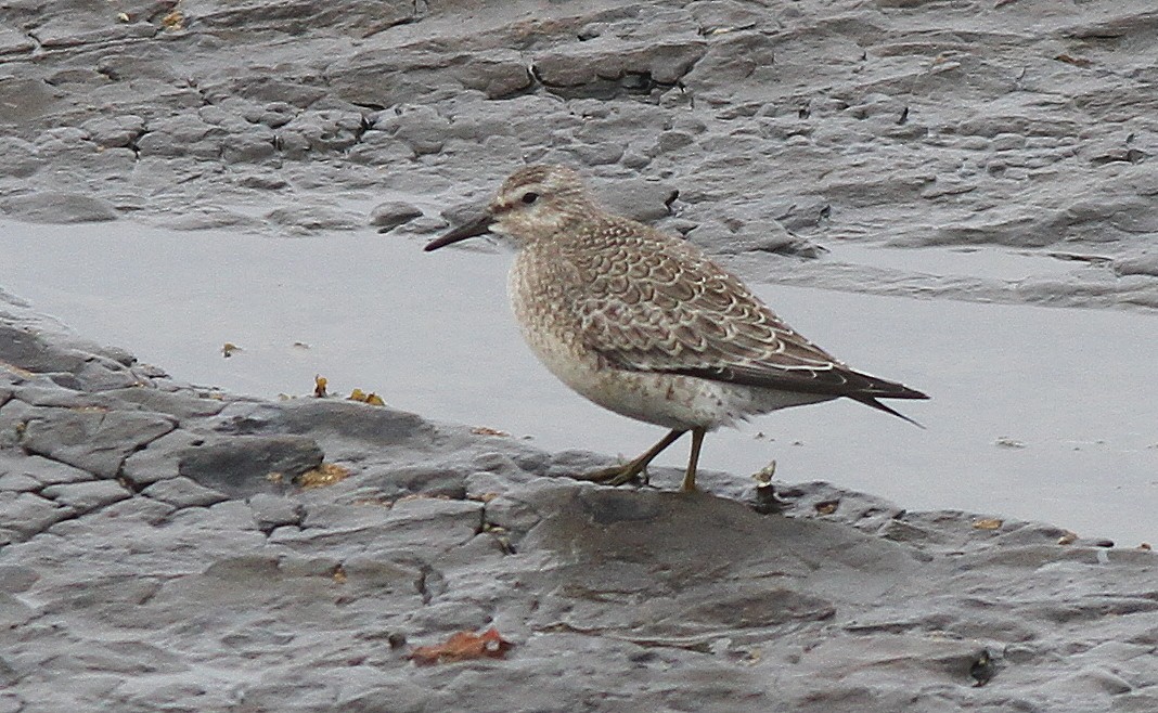 Red Knot - ML641169694