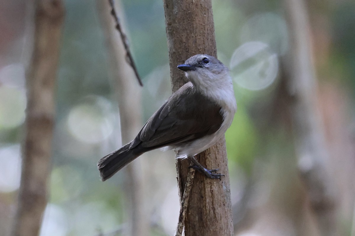 Gray Whistler - ML641169729