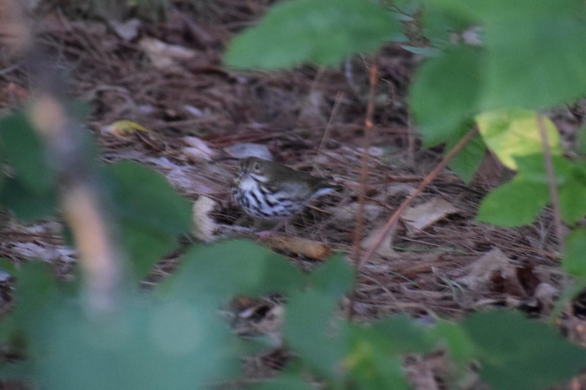 Ovenbird - ML641169782