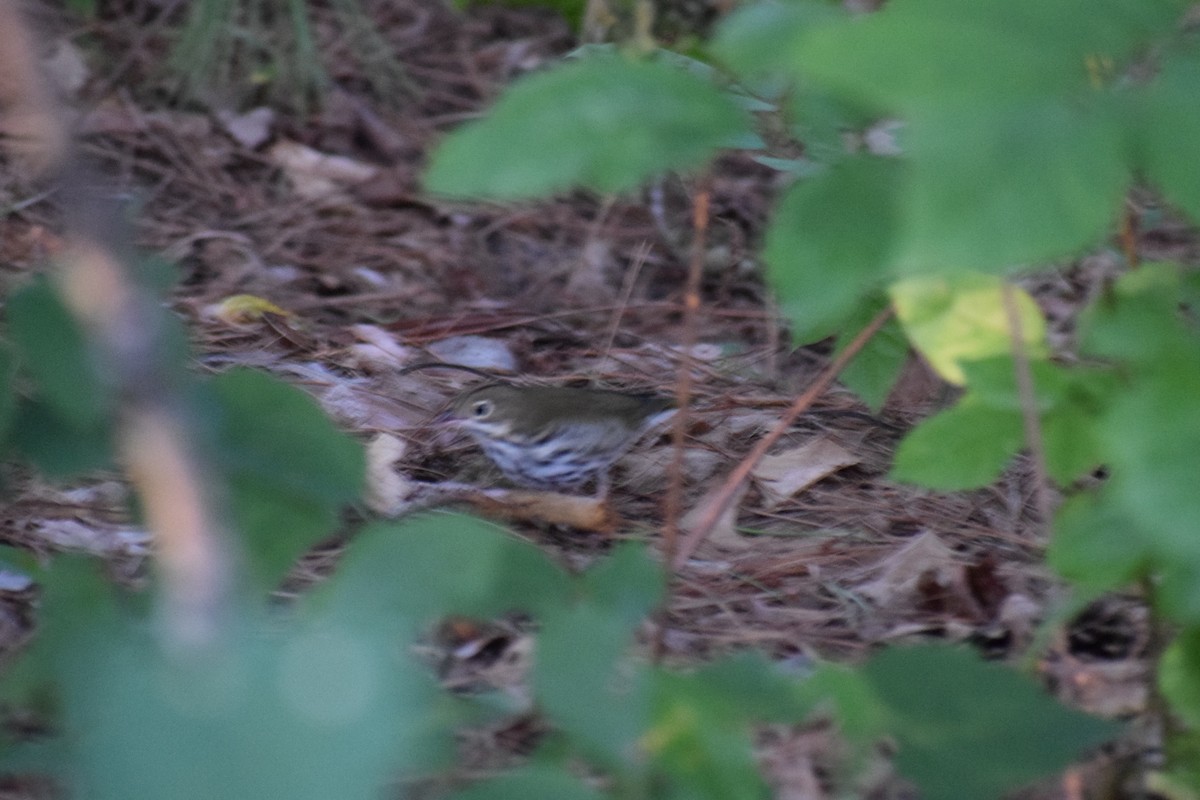 Ovenbird - ML641169783