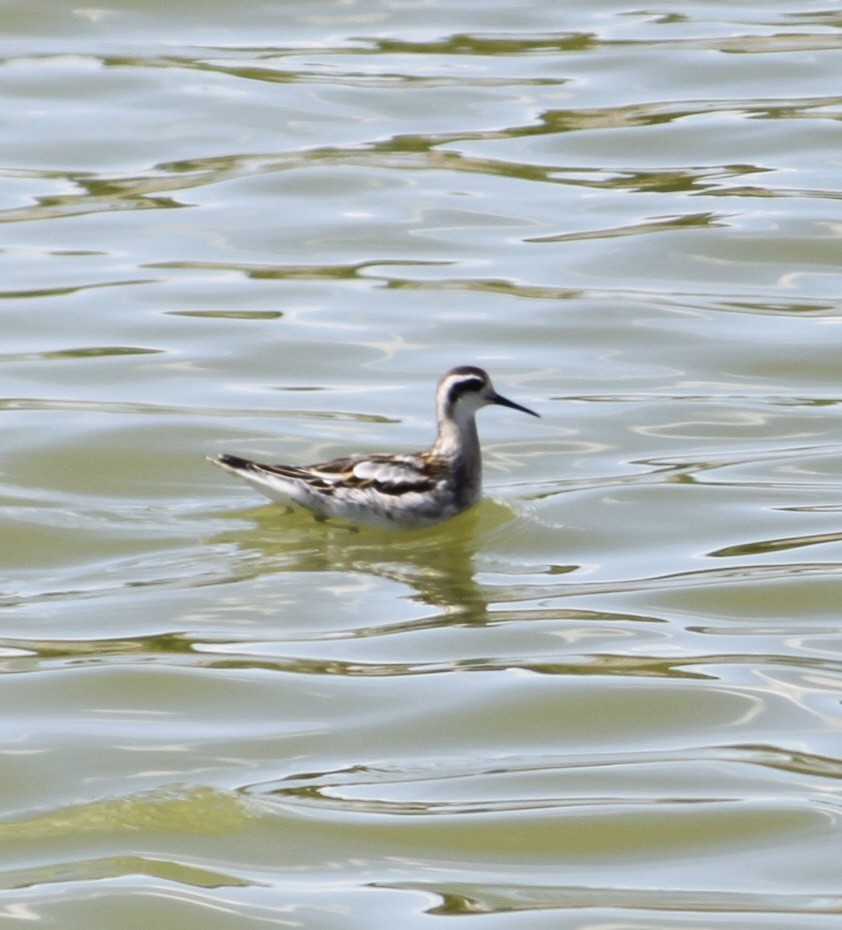 Red-necked Phalarope - ML641169819