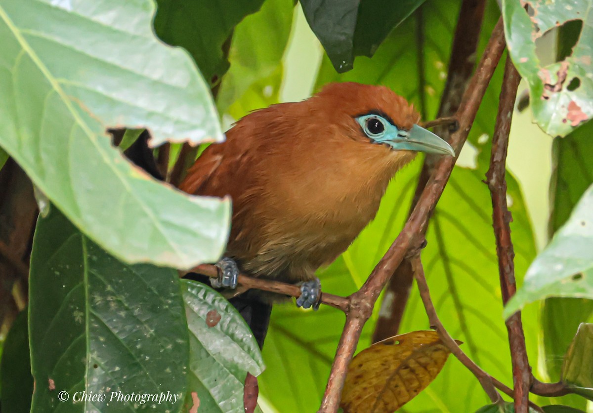 Raffles's Malkoha - ML641169834