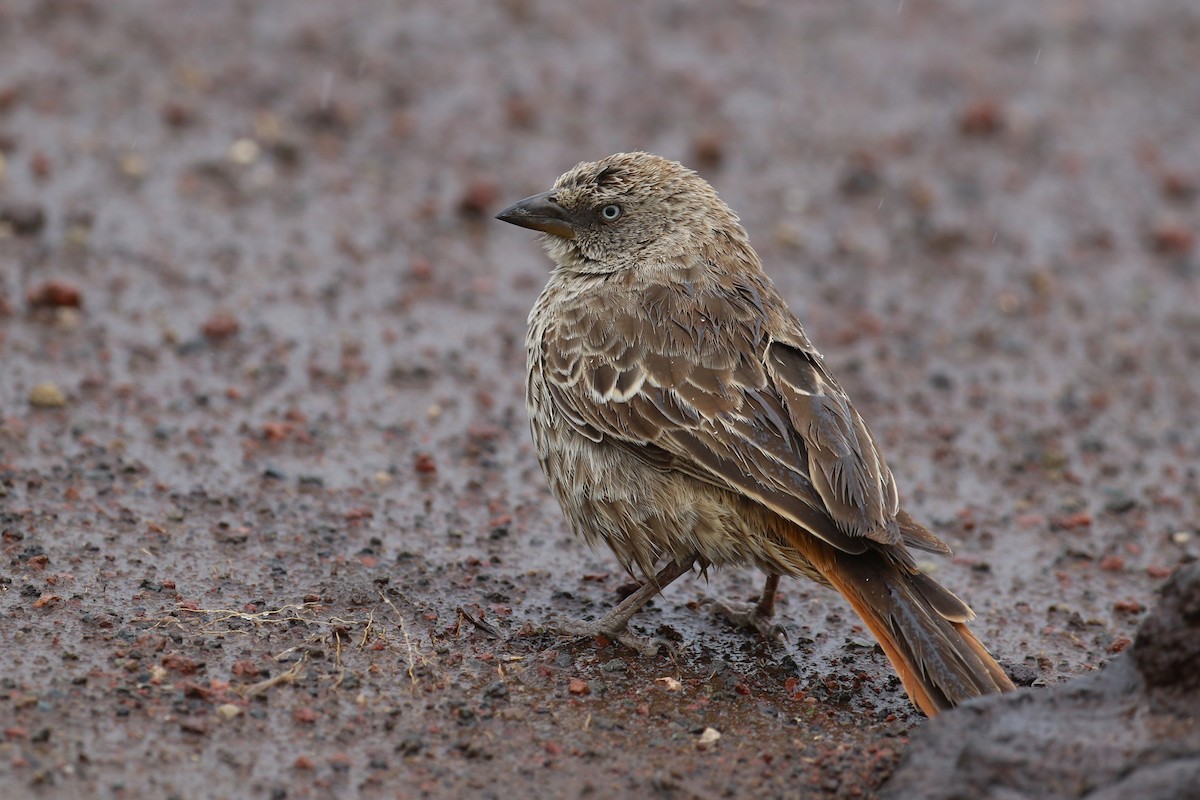 Rufous-tailed Weaver - ML641169841