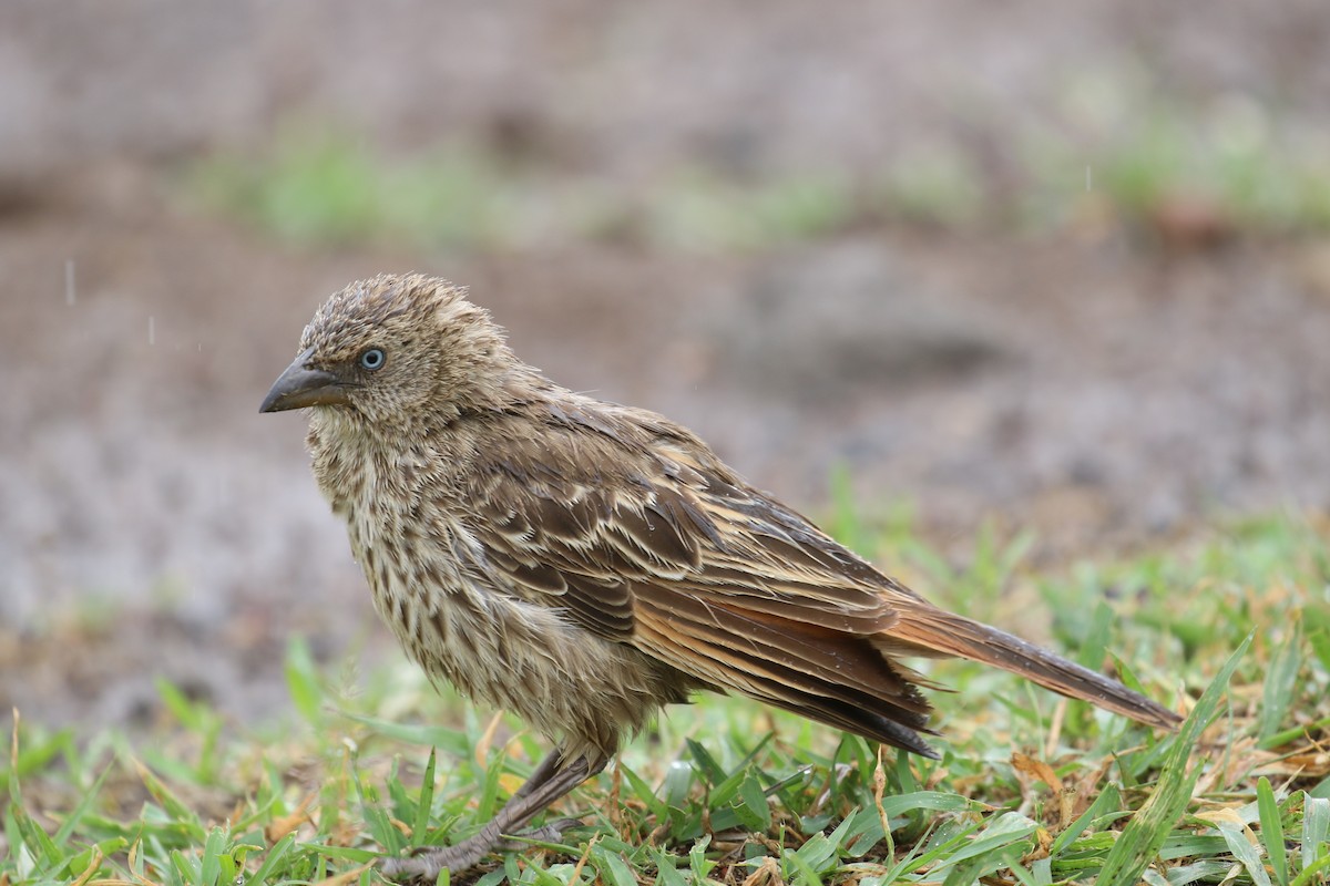Rufous-tailed Weaver - ML641169842