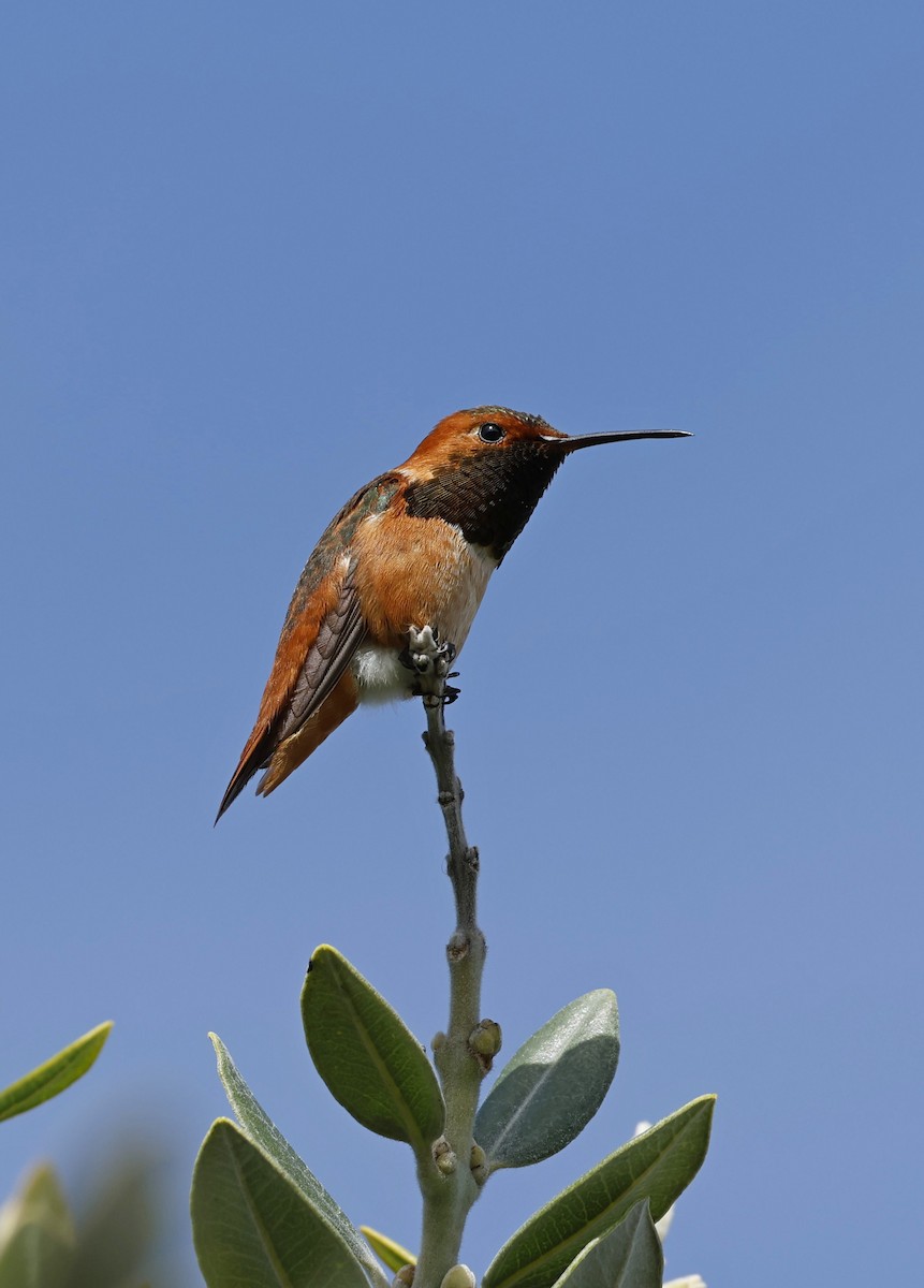 Allen's Hummingbird - ML641169844