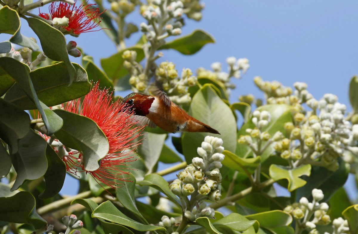 Allen's Hummingbird - ML641169845