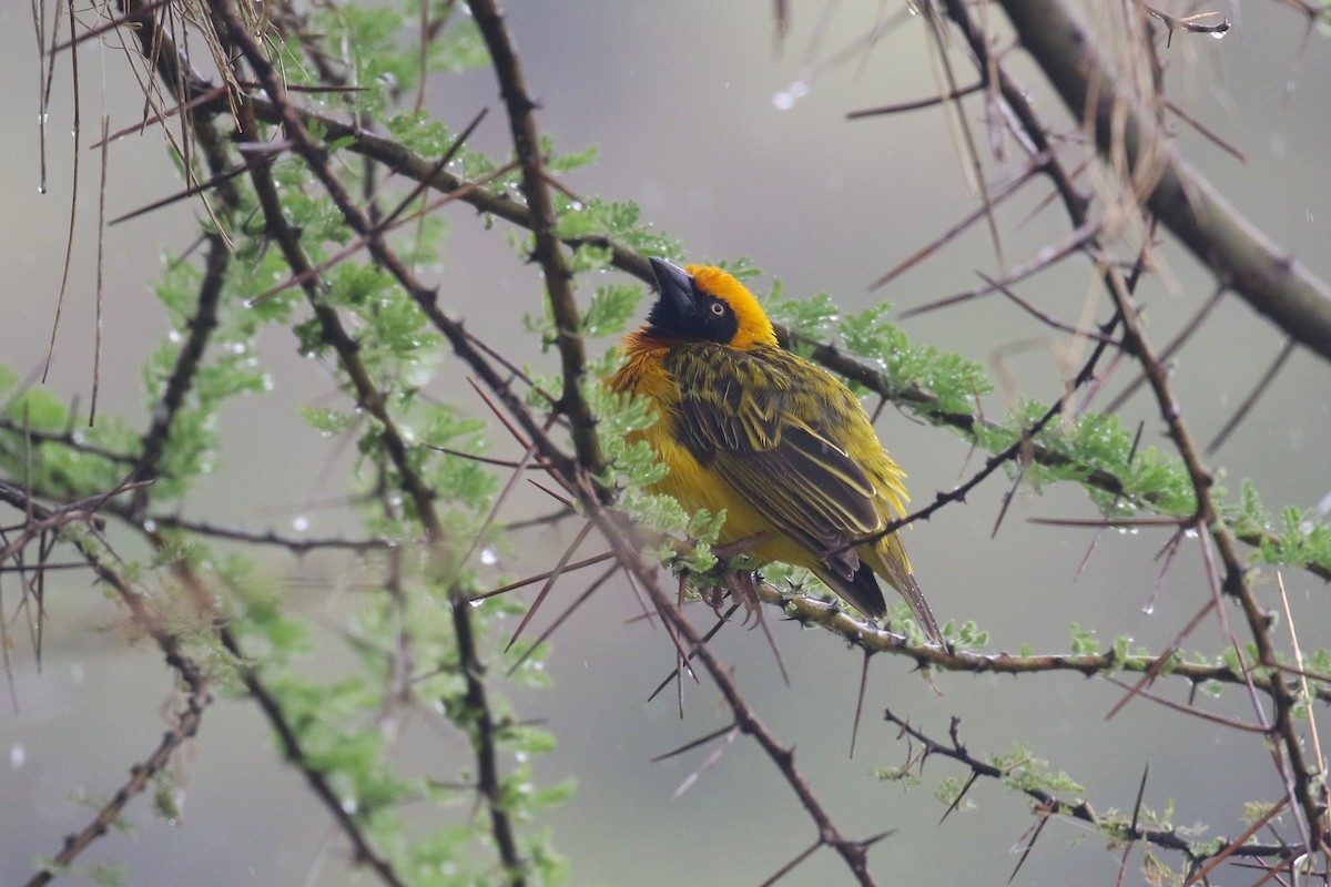 Speke's Weaver - ML641169847