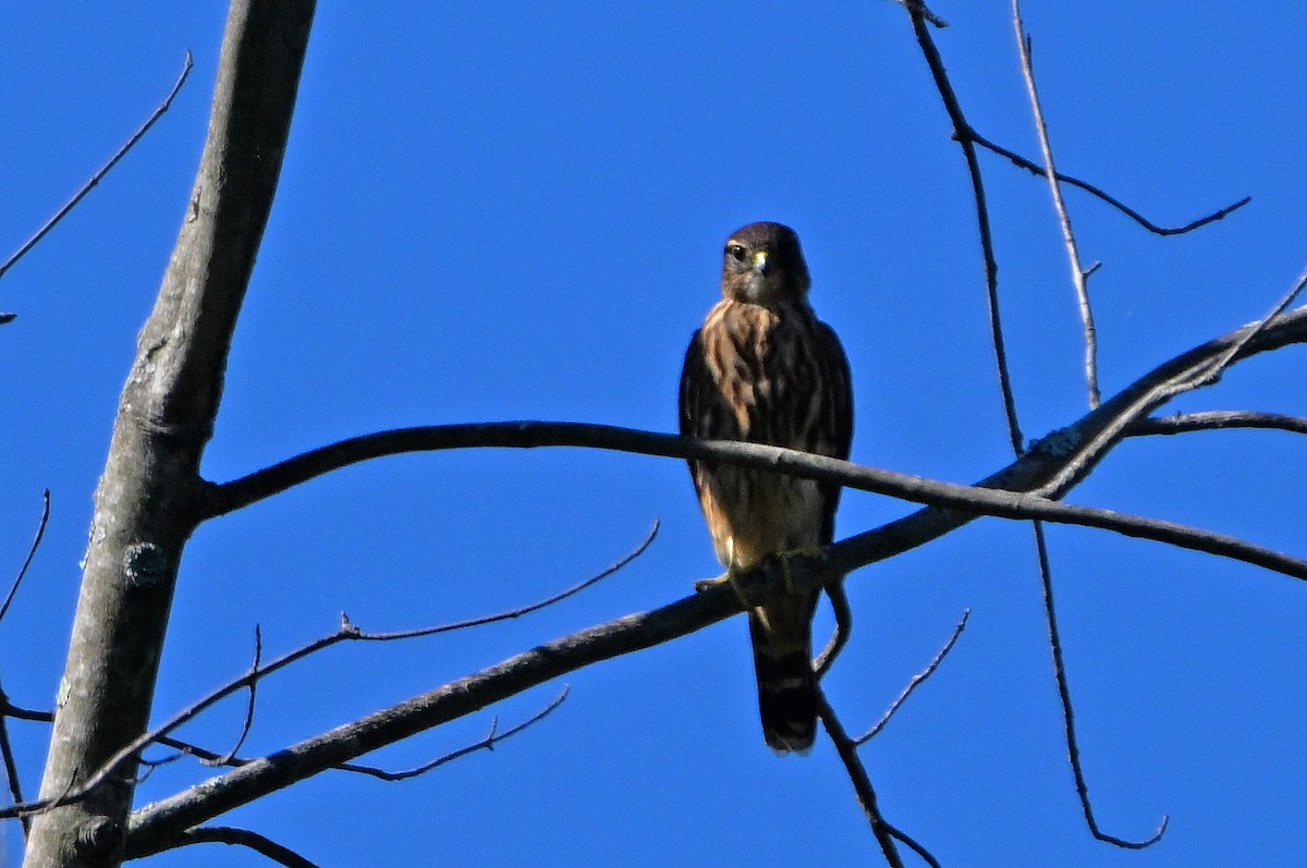 Merlin - ML641169849