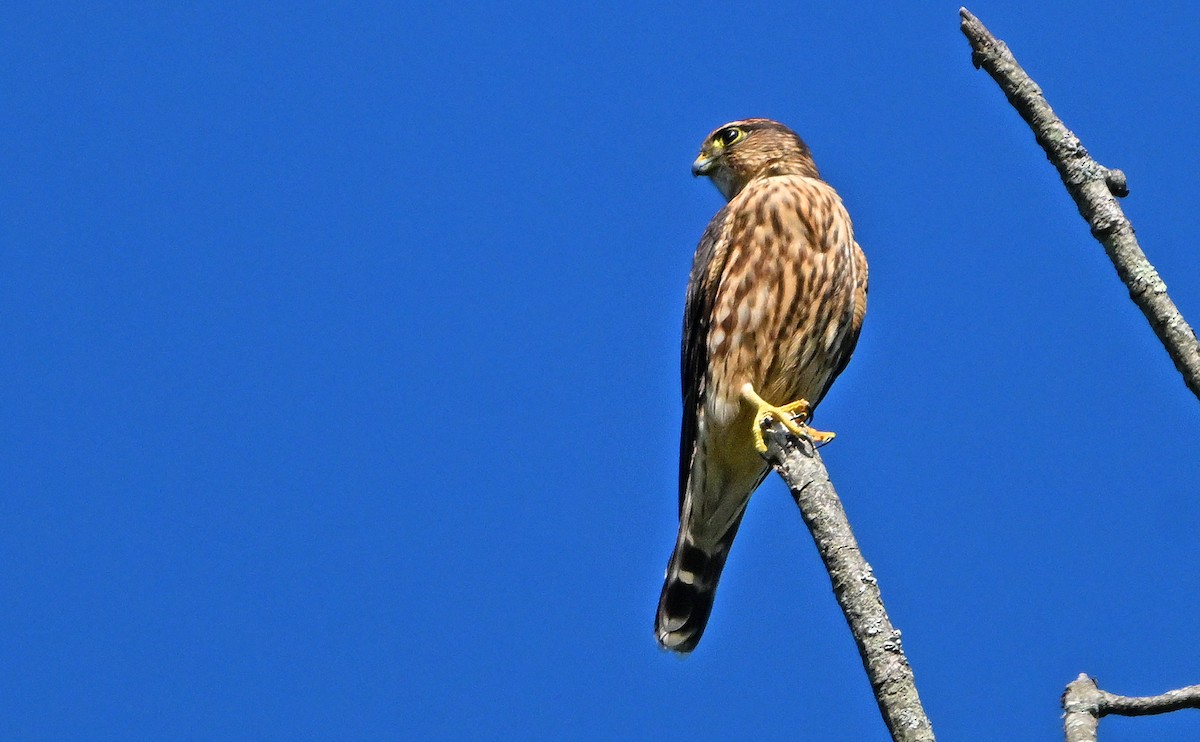 Merlin - ML641169851