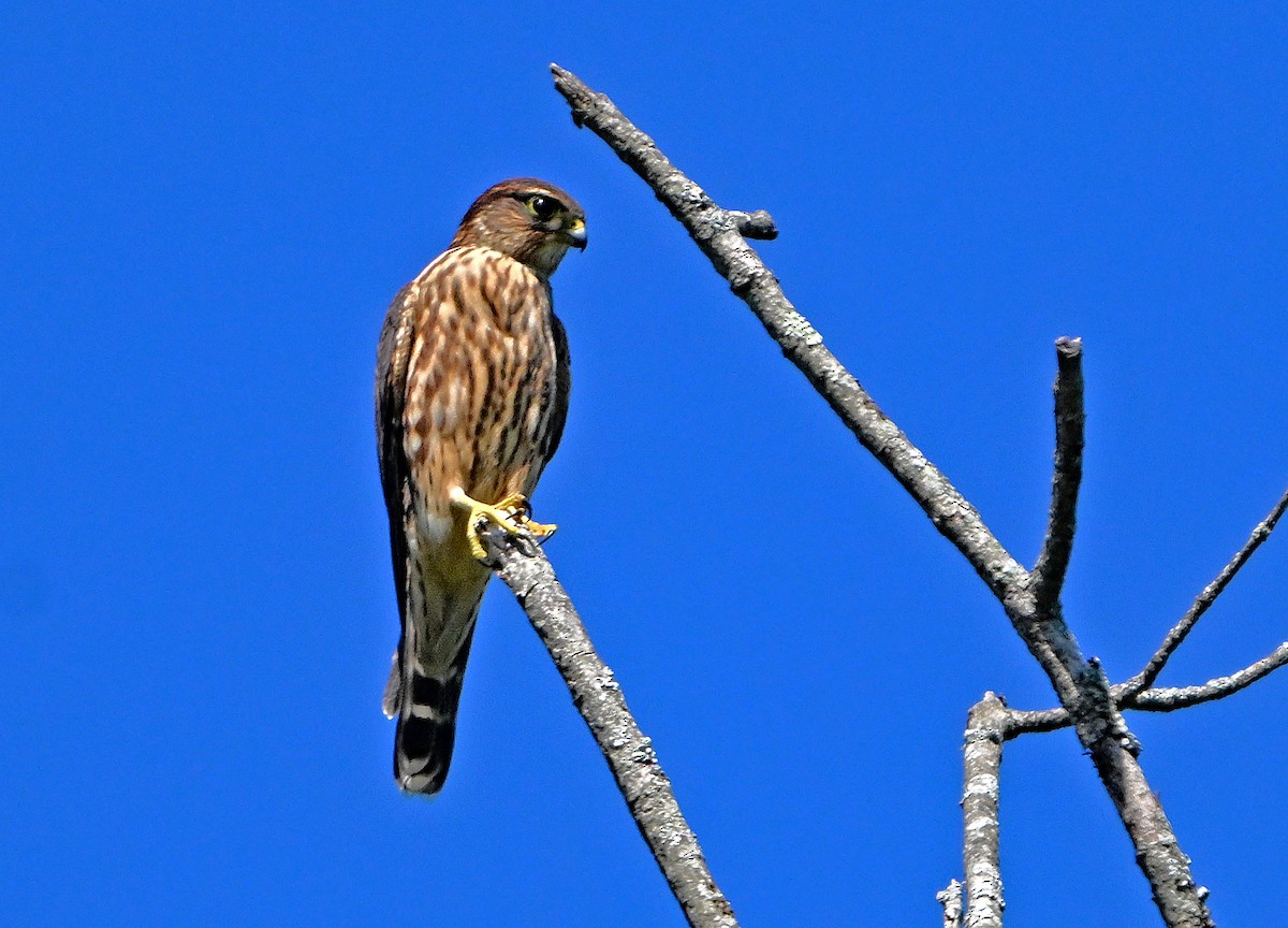 Merlin - ML641169852