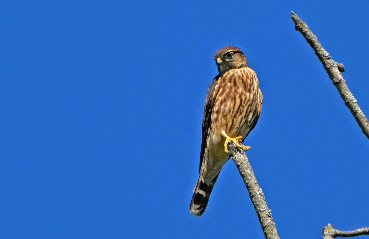 Merlin - ML641169853