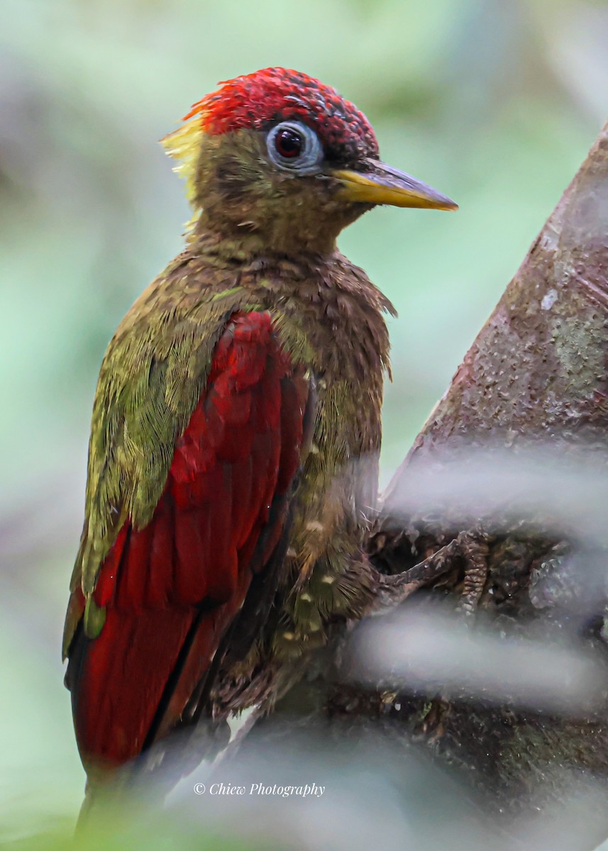 Crimson-winged Woodpecker - ML641169859