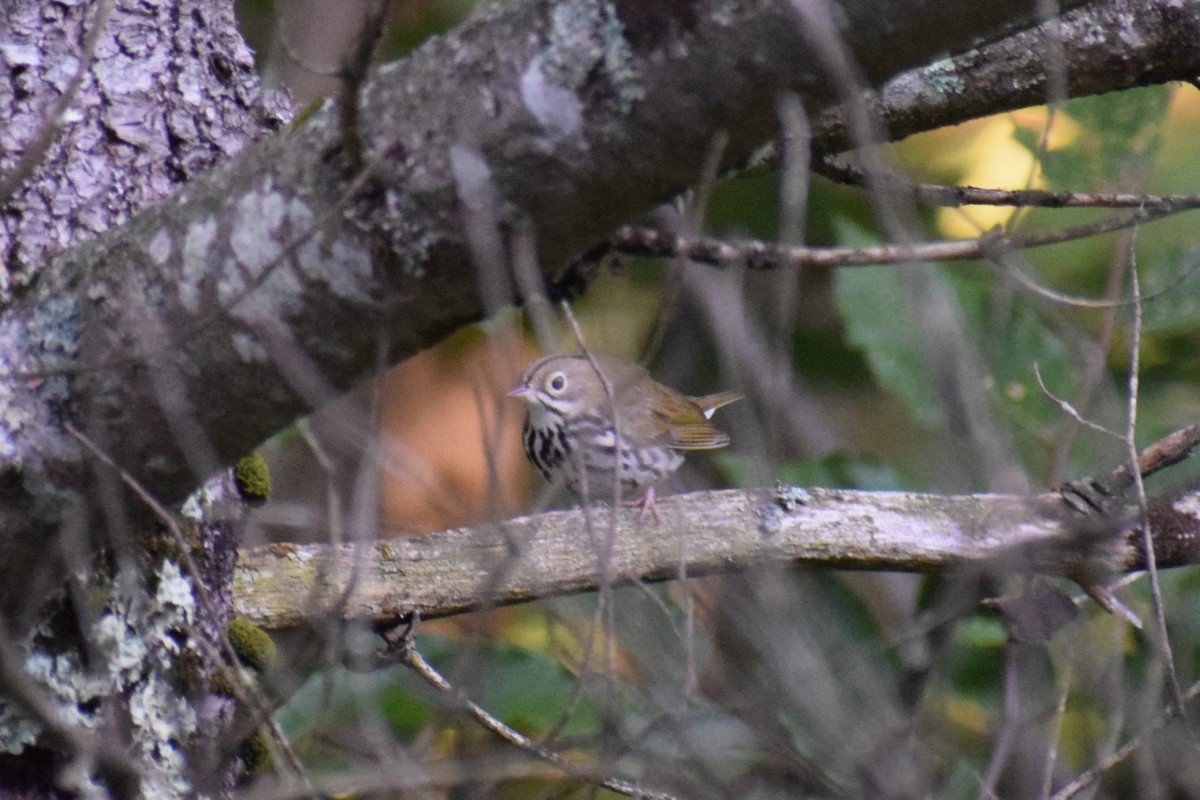 Ovenbird - ML641169866